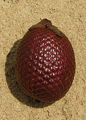 Frutto della palma buriti (Mauritia flexuosa). Foto di Frank Krämer, da Wikimedia Commons).