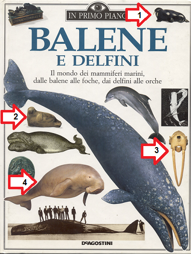 balene-delfini-2